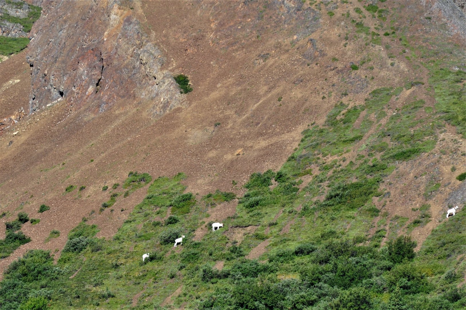 Dall Sheep - Denali National Park - Alaska