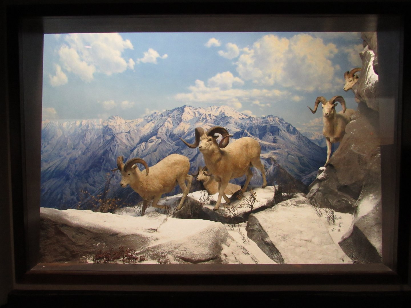 Dall Sheep Diorama