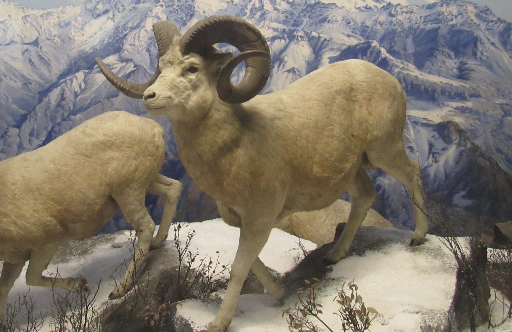 dall sheep diorama