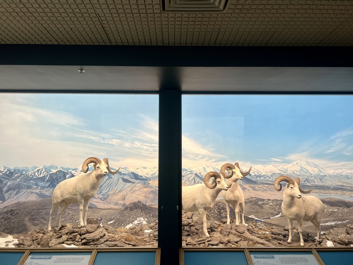 Dall Sheep Diorama