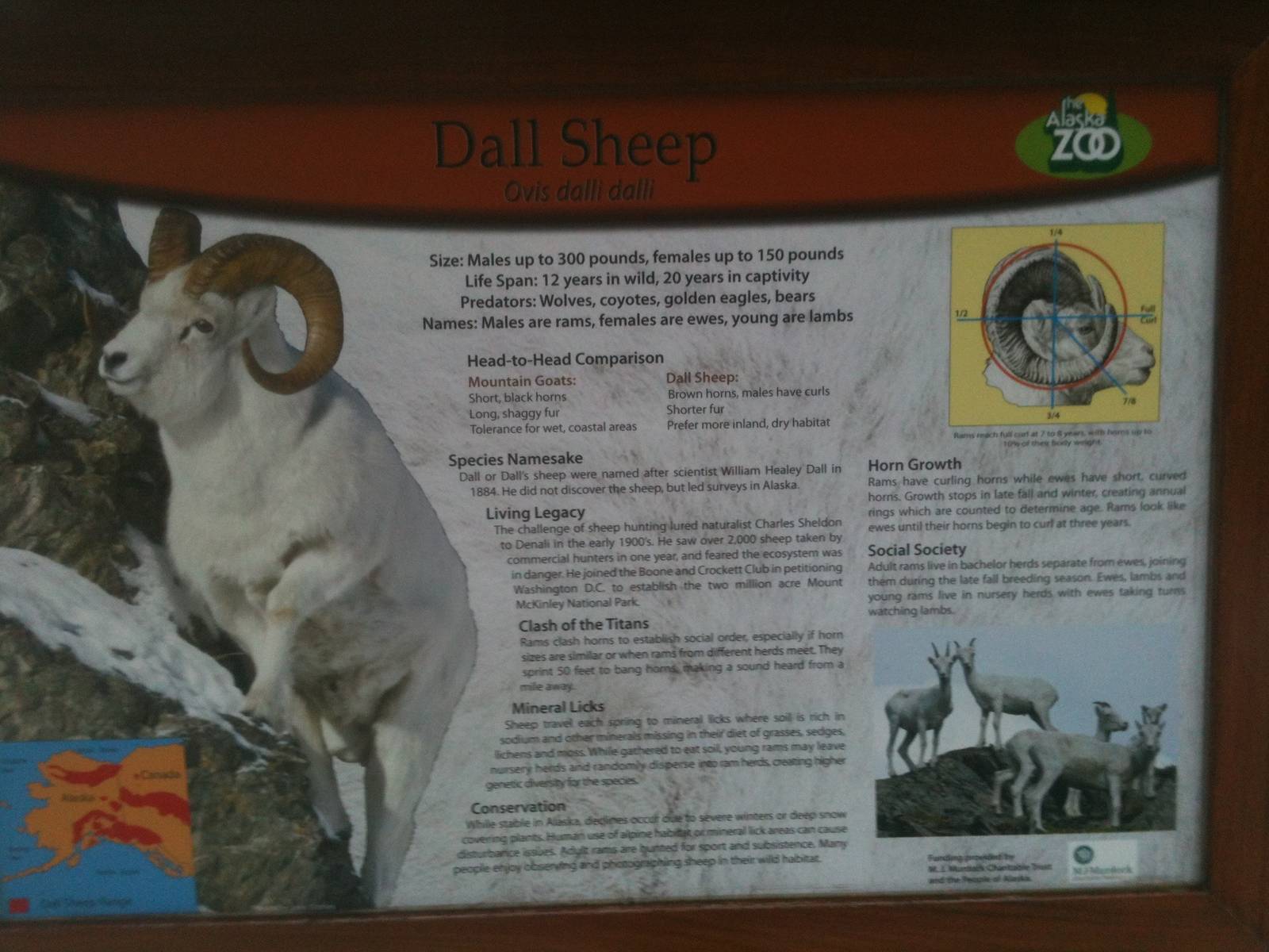 Dall Sheep Educational Sign