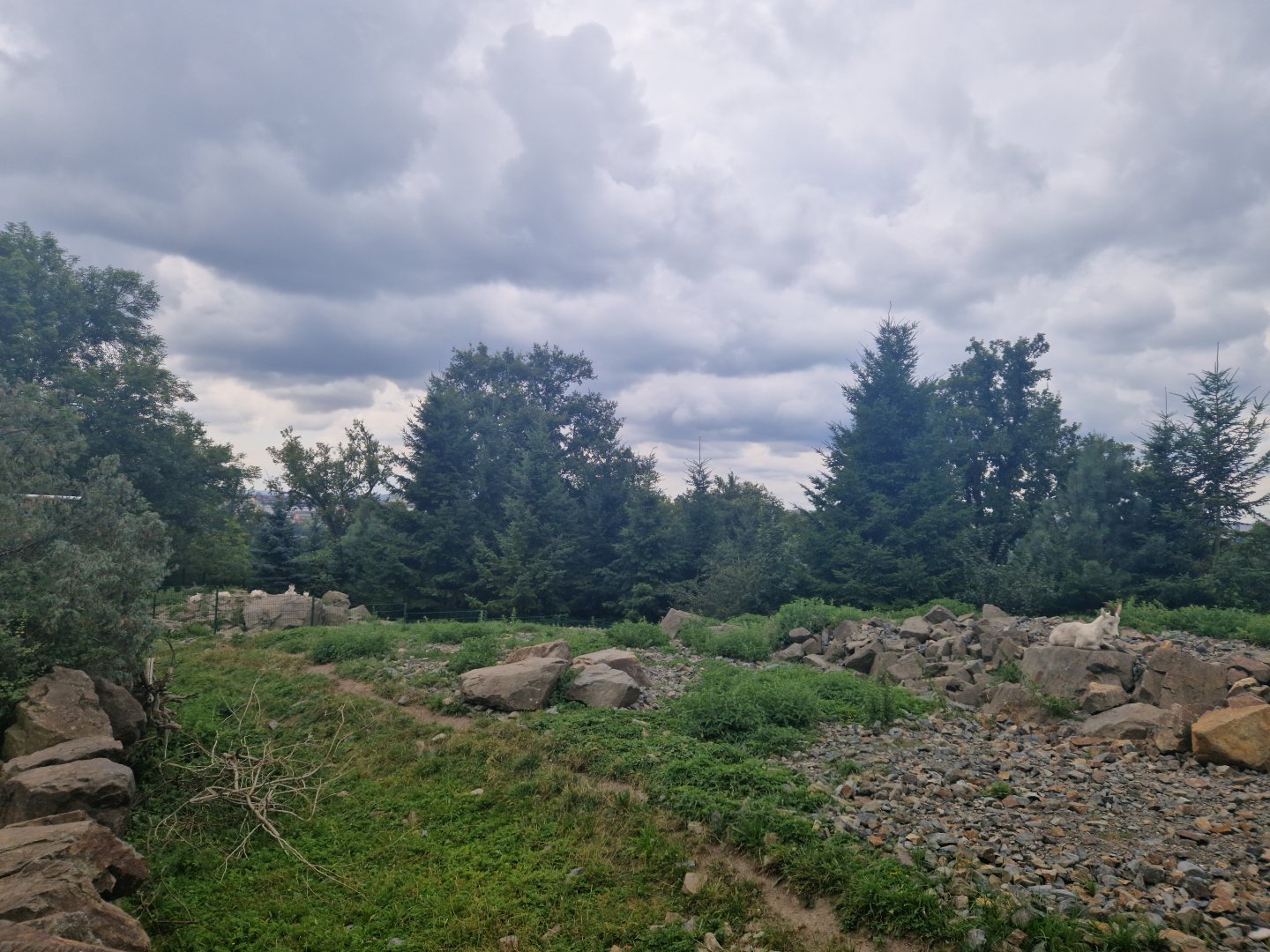 Dall sheep enclosure