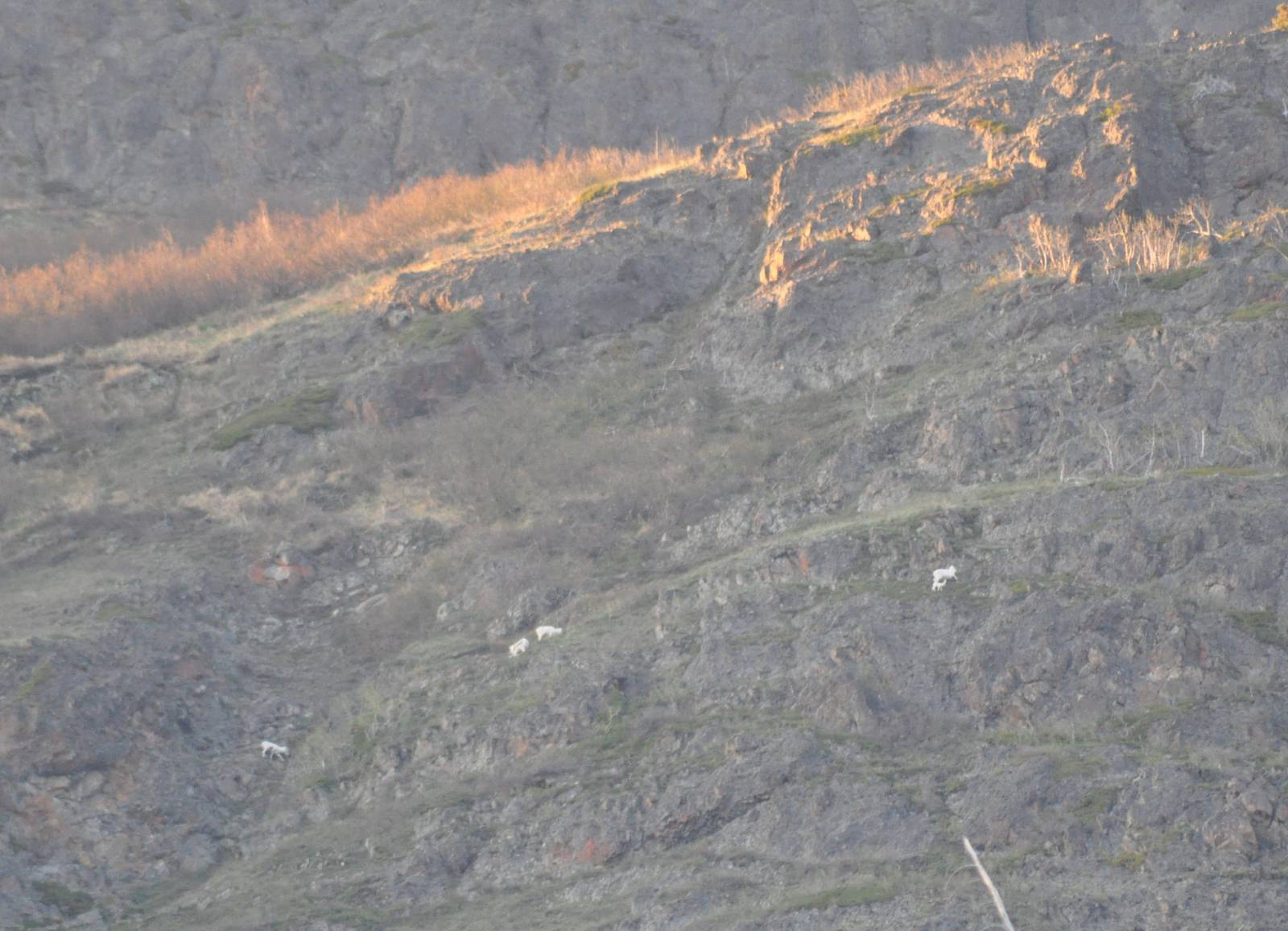 Dall Sheep Ewes and Lambs - Alaska (Chugach Mountains)
