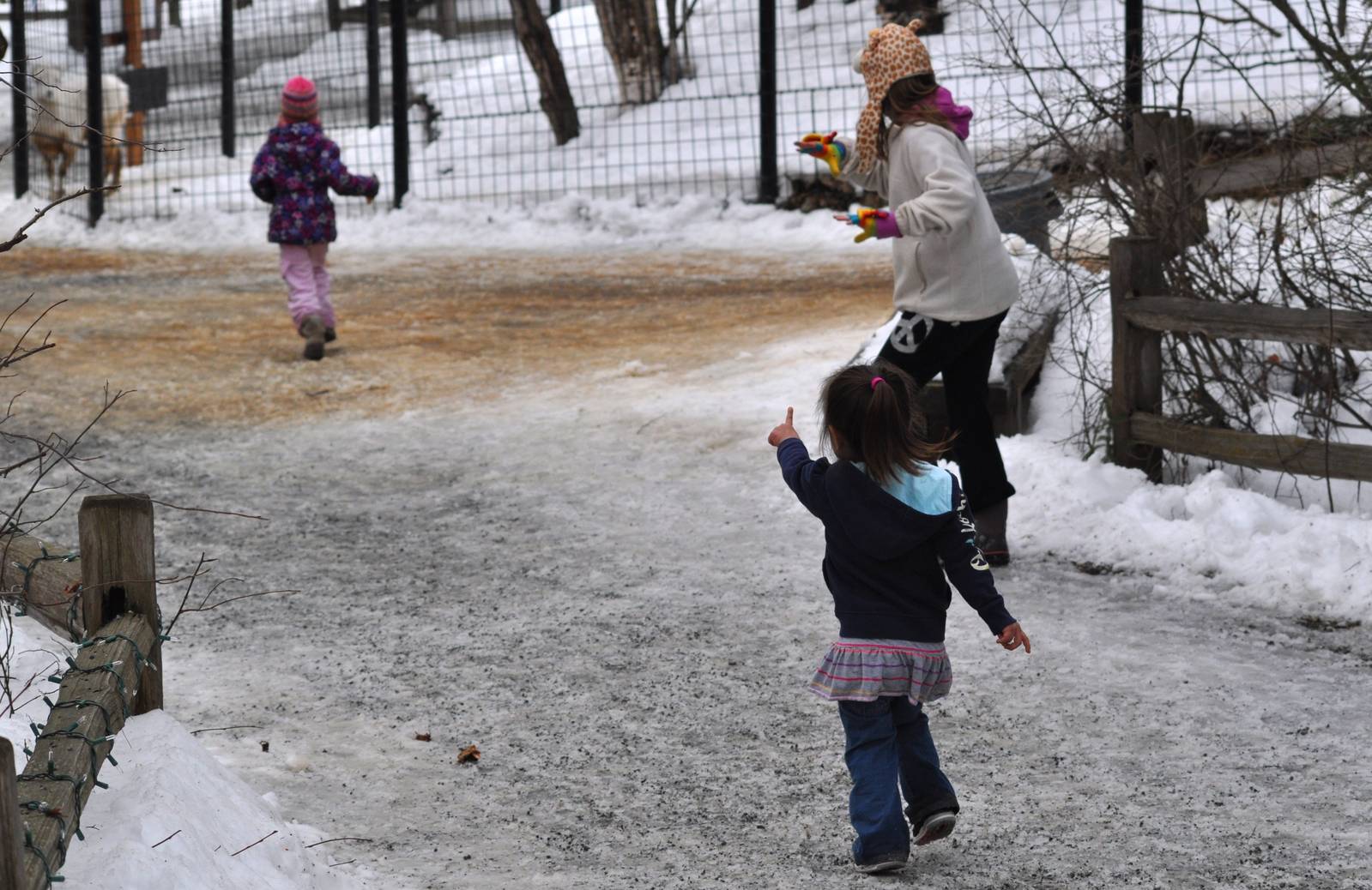 Dall Sheep Exhibit draws a crowd