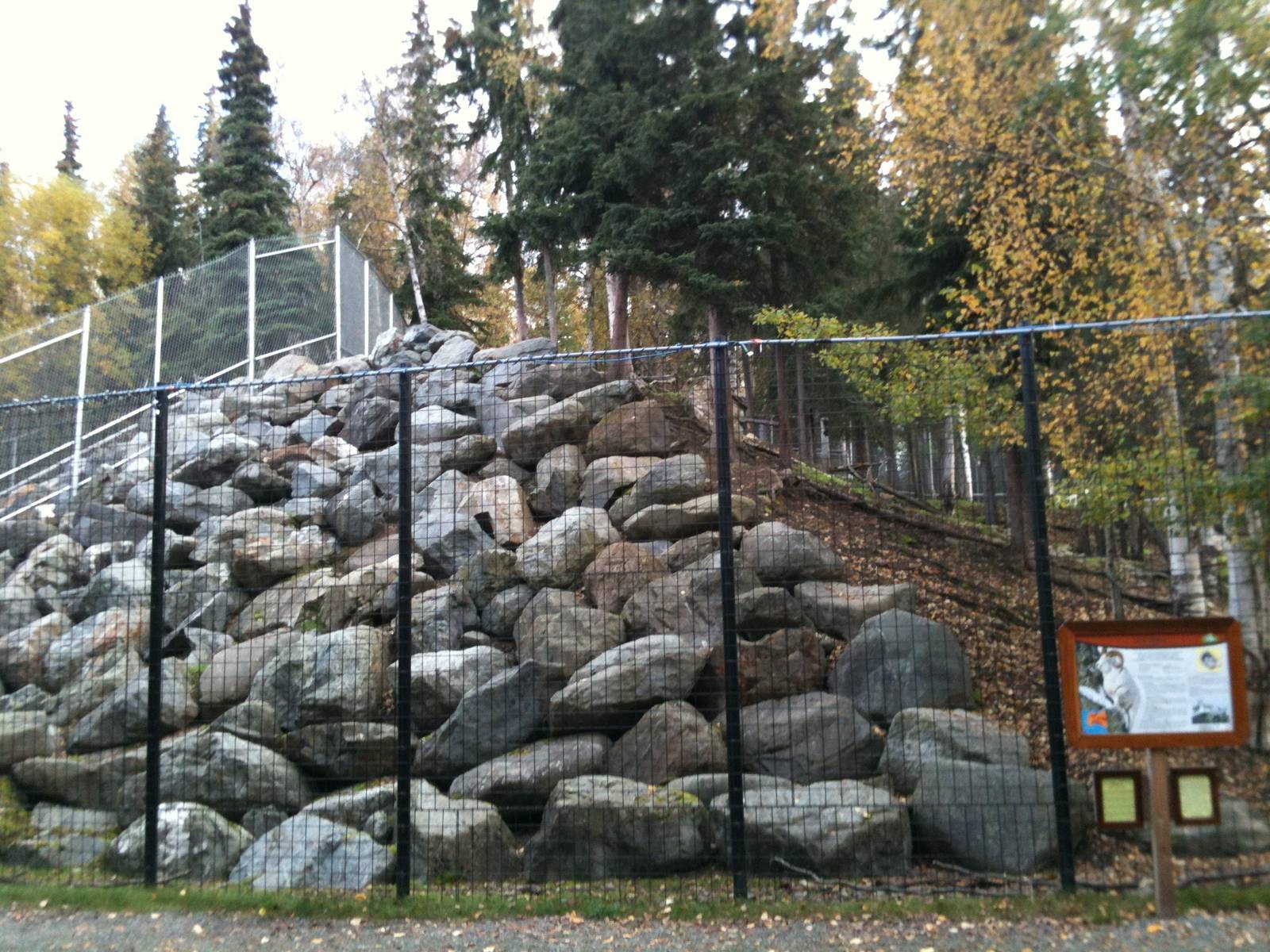 Dall Sheep exhibit from the west.