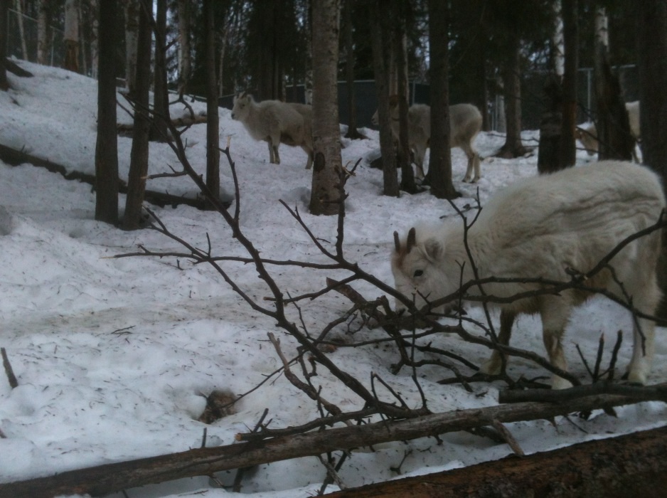 Dall Sheep Exhibit