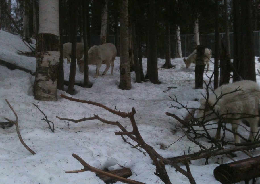 Dall Sheep Exhibit