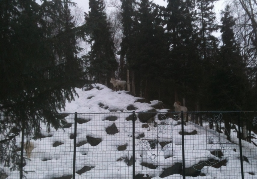 Dall Sheep Exhibit