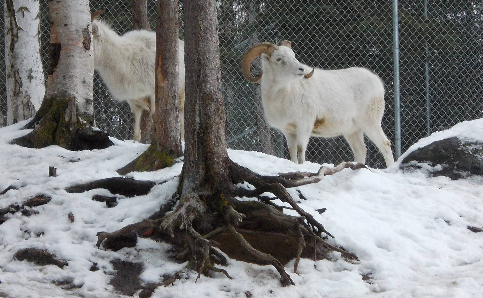 Dall Sheep Exhibit