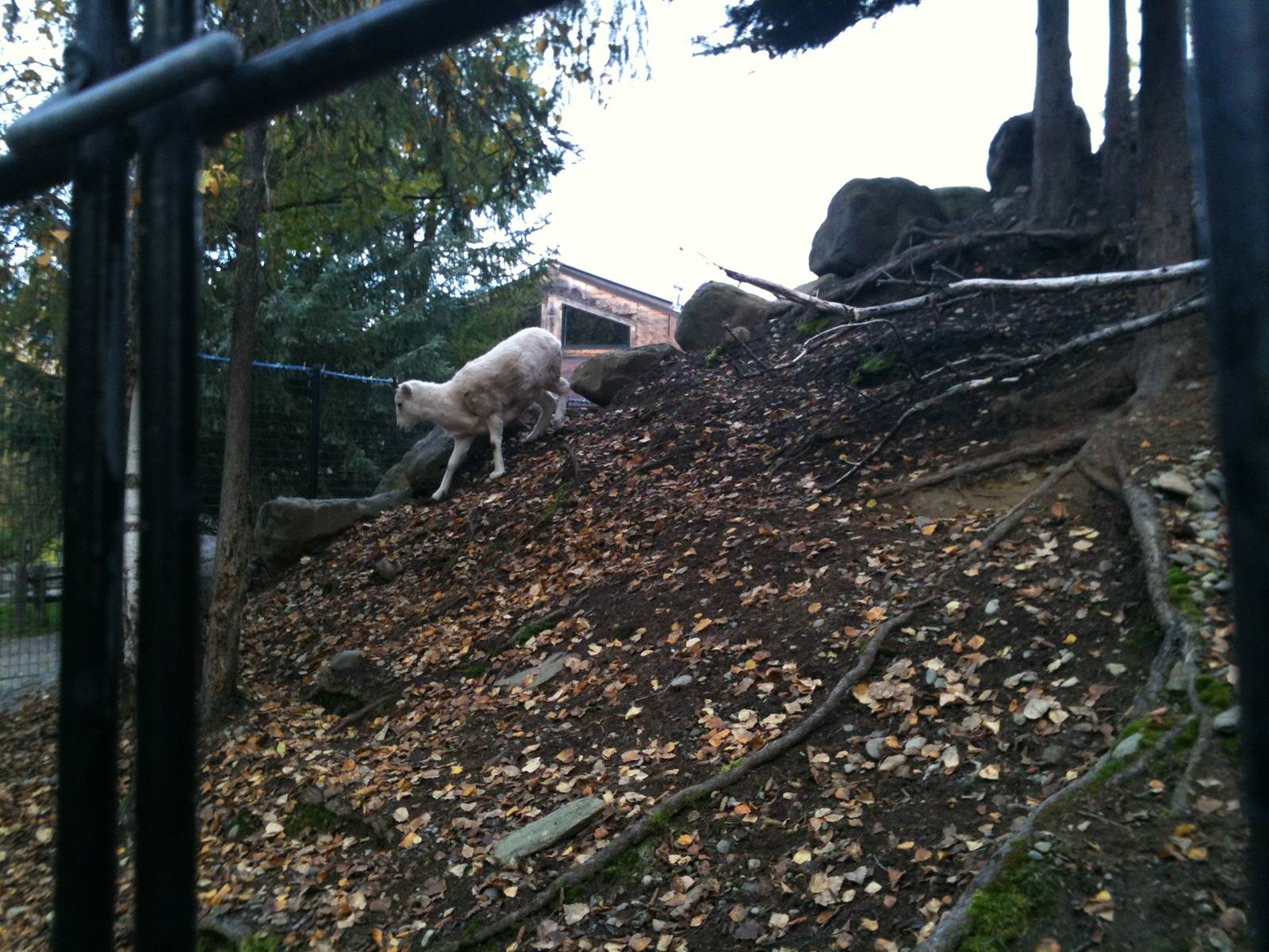 Dall Sheep Exhibit
