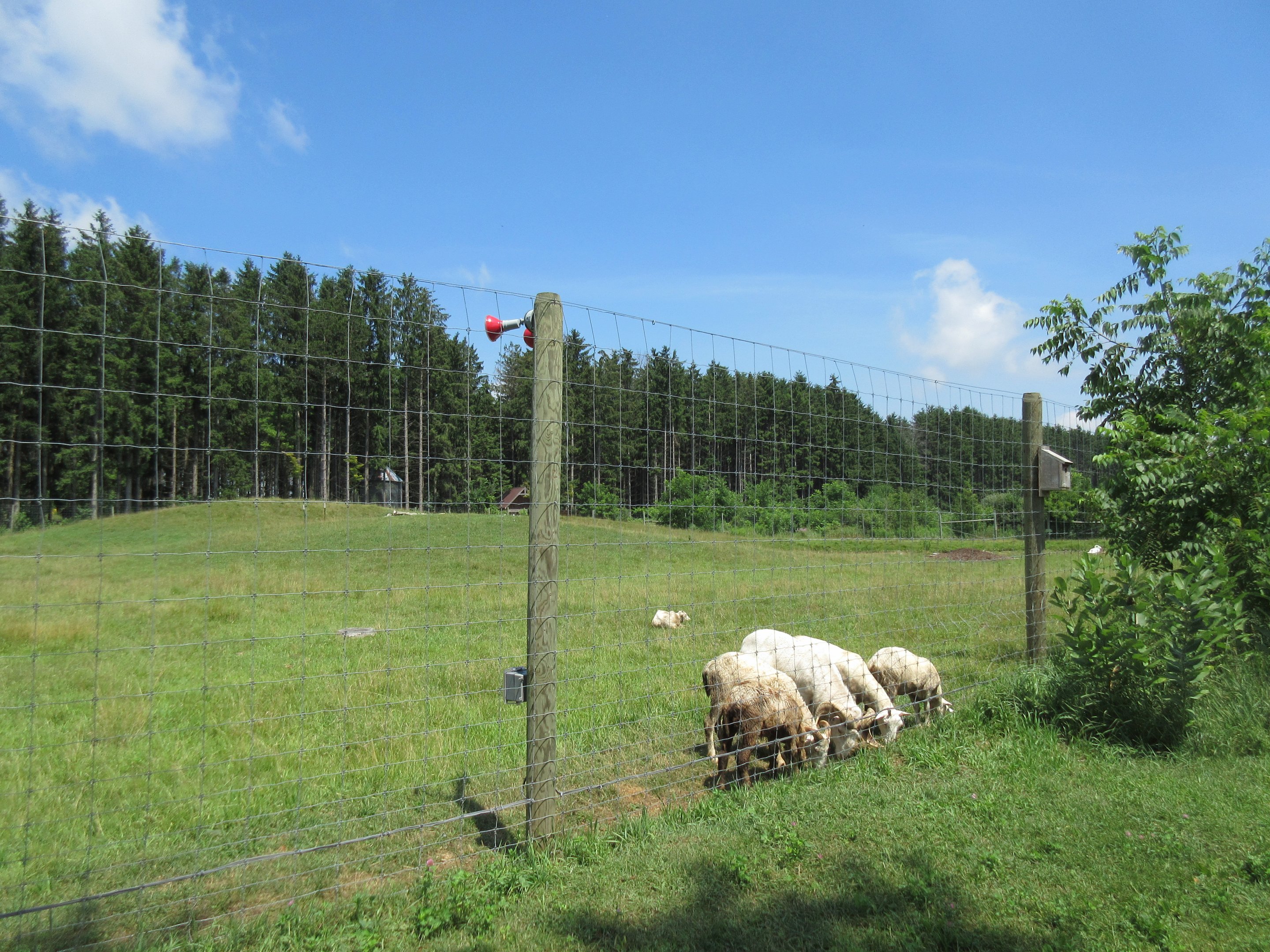 Dall Sheep Exhibit