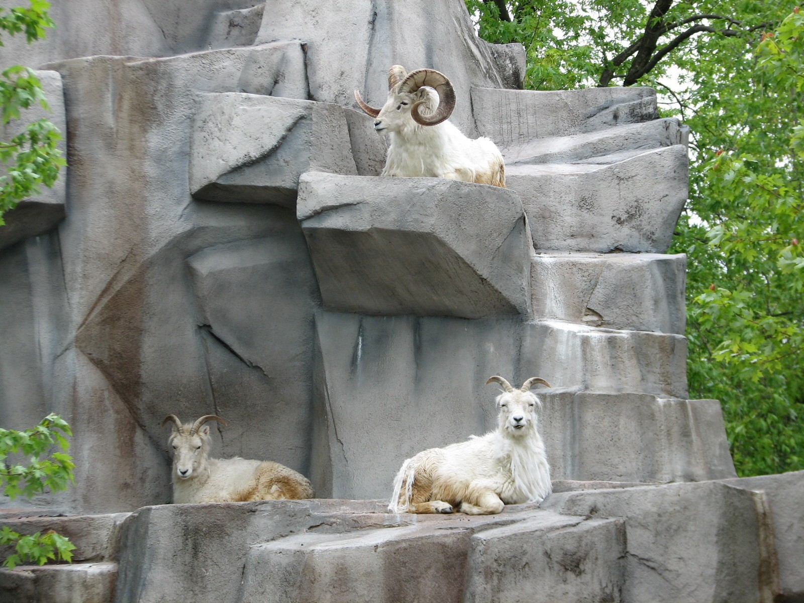 Dall Sheep Exhibit