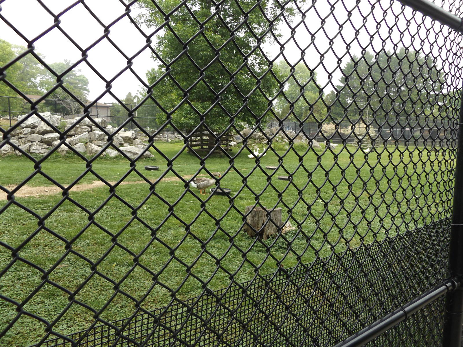 Dall Sheep, Geese, and Turkey Exhibit