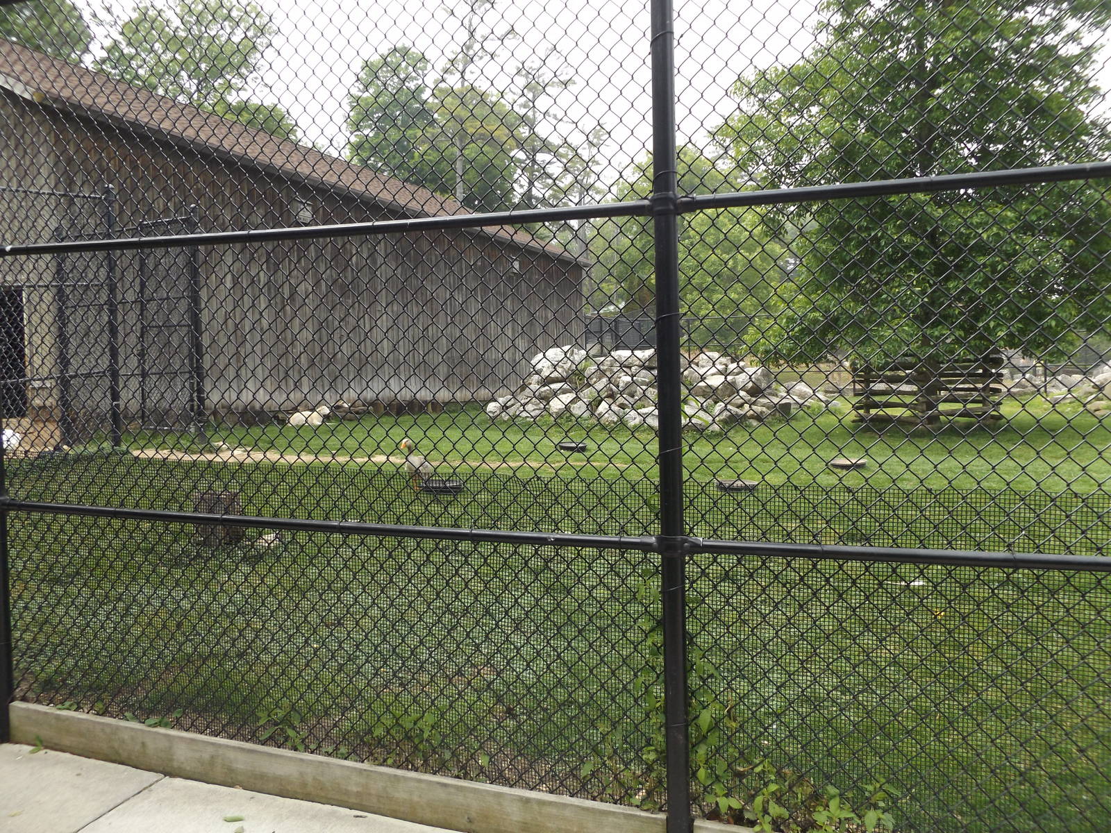 Dall Sheep, Geese, and Turkey Exhibit