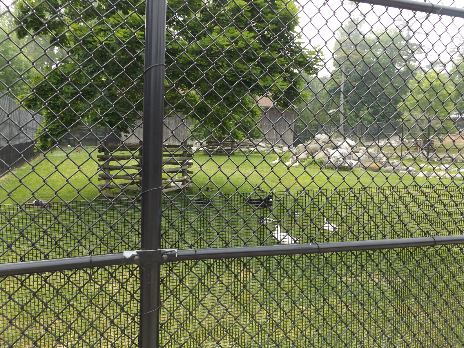 Dall Sheep, Geese, and Turkey Exhibit