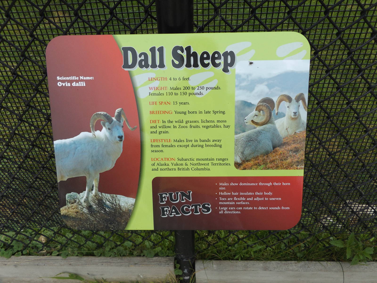 Dall Sheep Info Sign