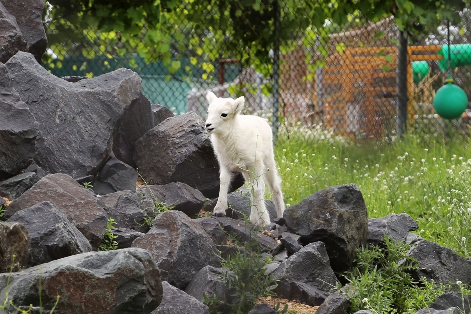 Dall Sheep Lamb, June 2016