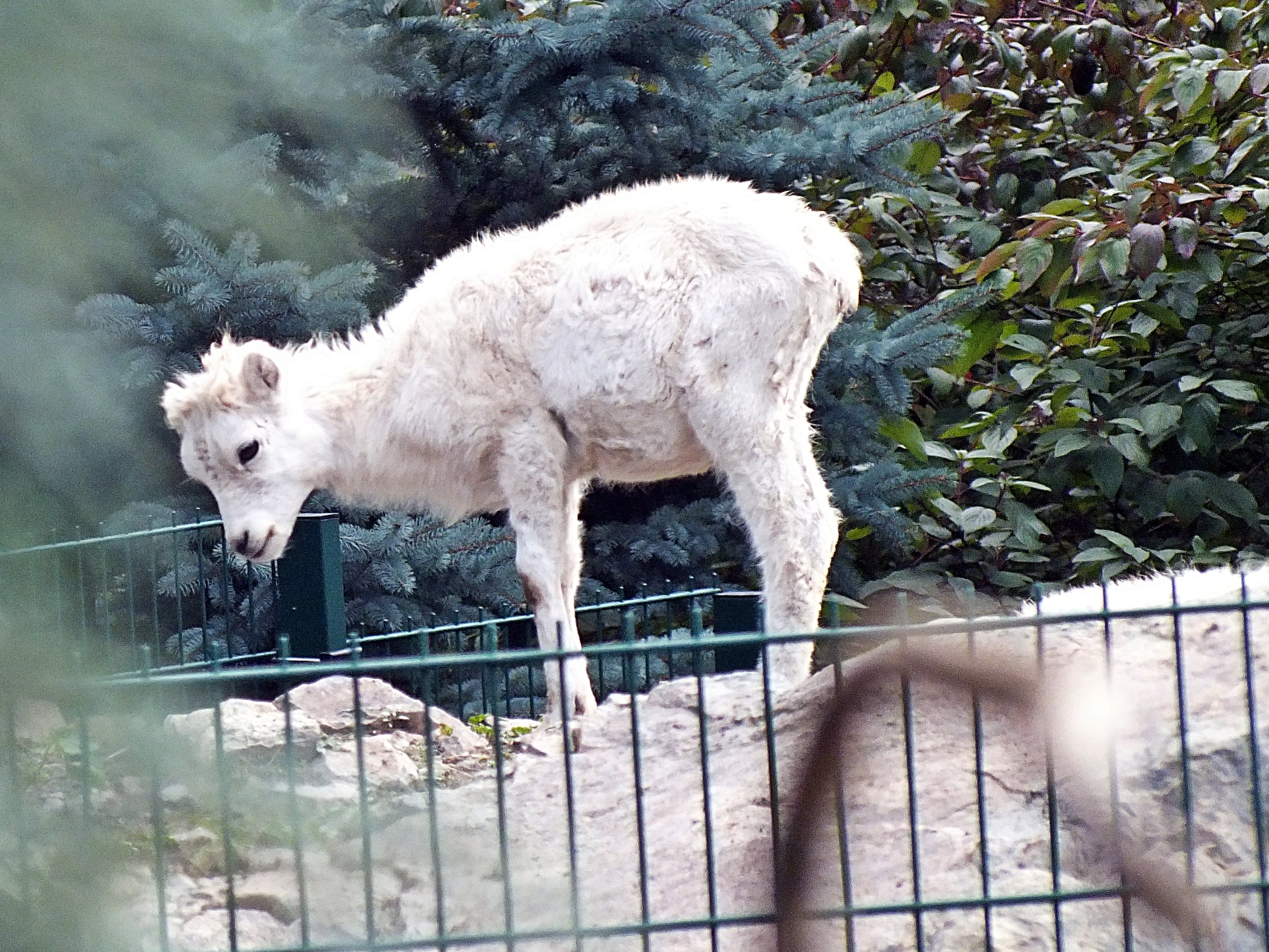 Dall sheep lamb
