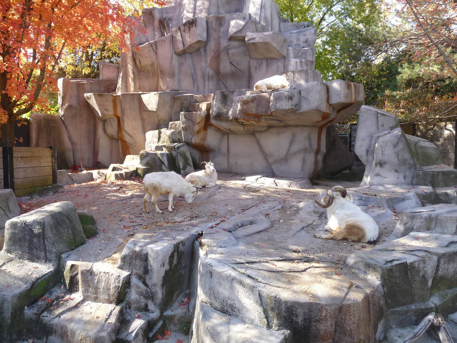 dall sheep milwaukee zoo