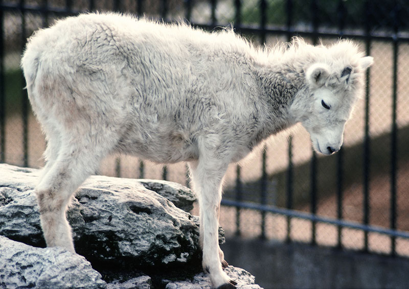 Dall sheep on the Mappins 1977