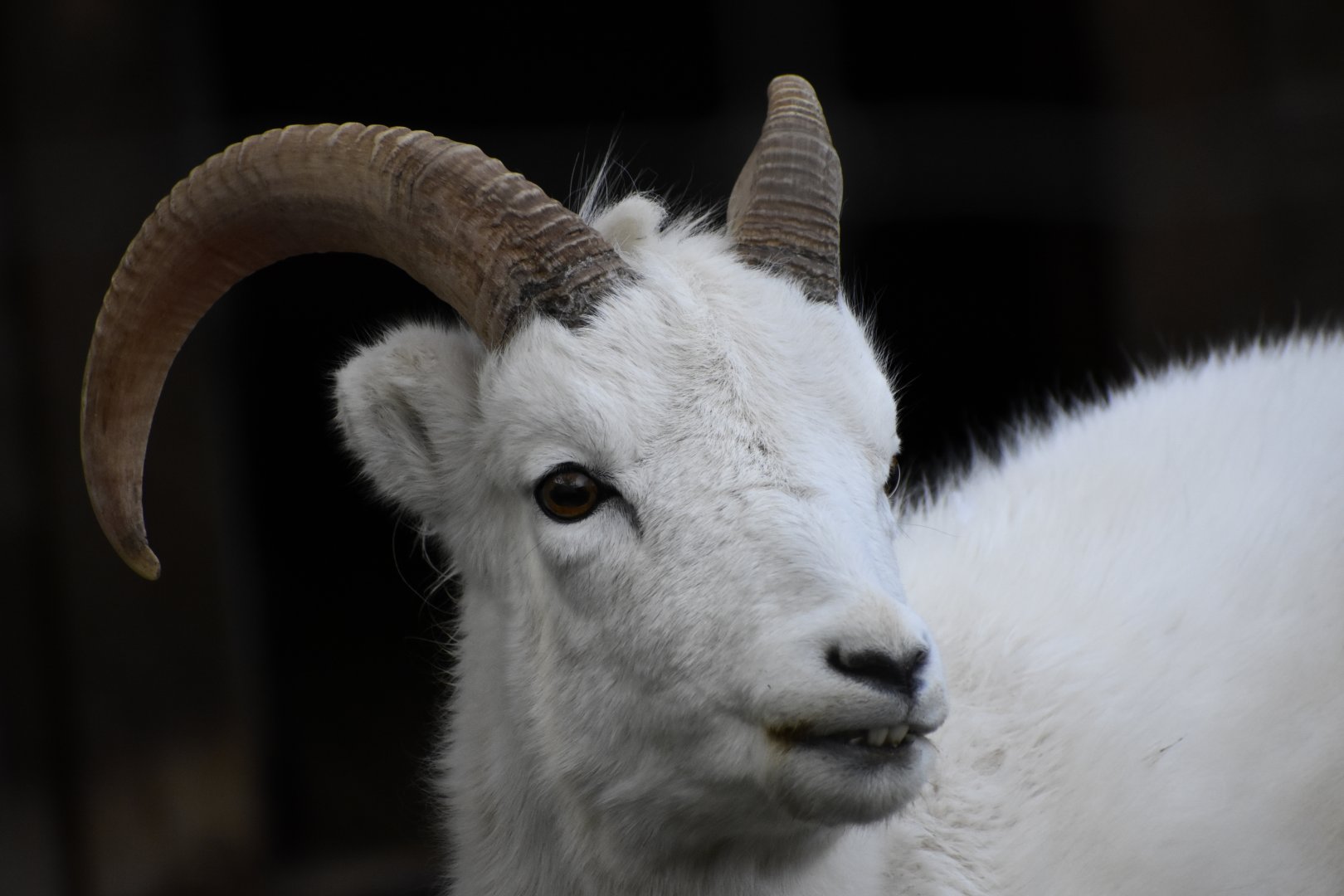 Dall sheep (Ovis dalli dalli) in Tallinn Zoo