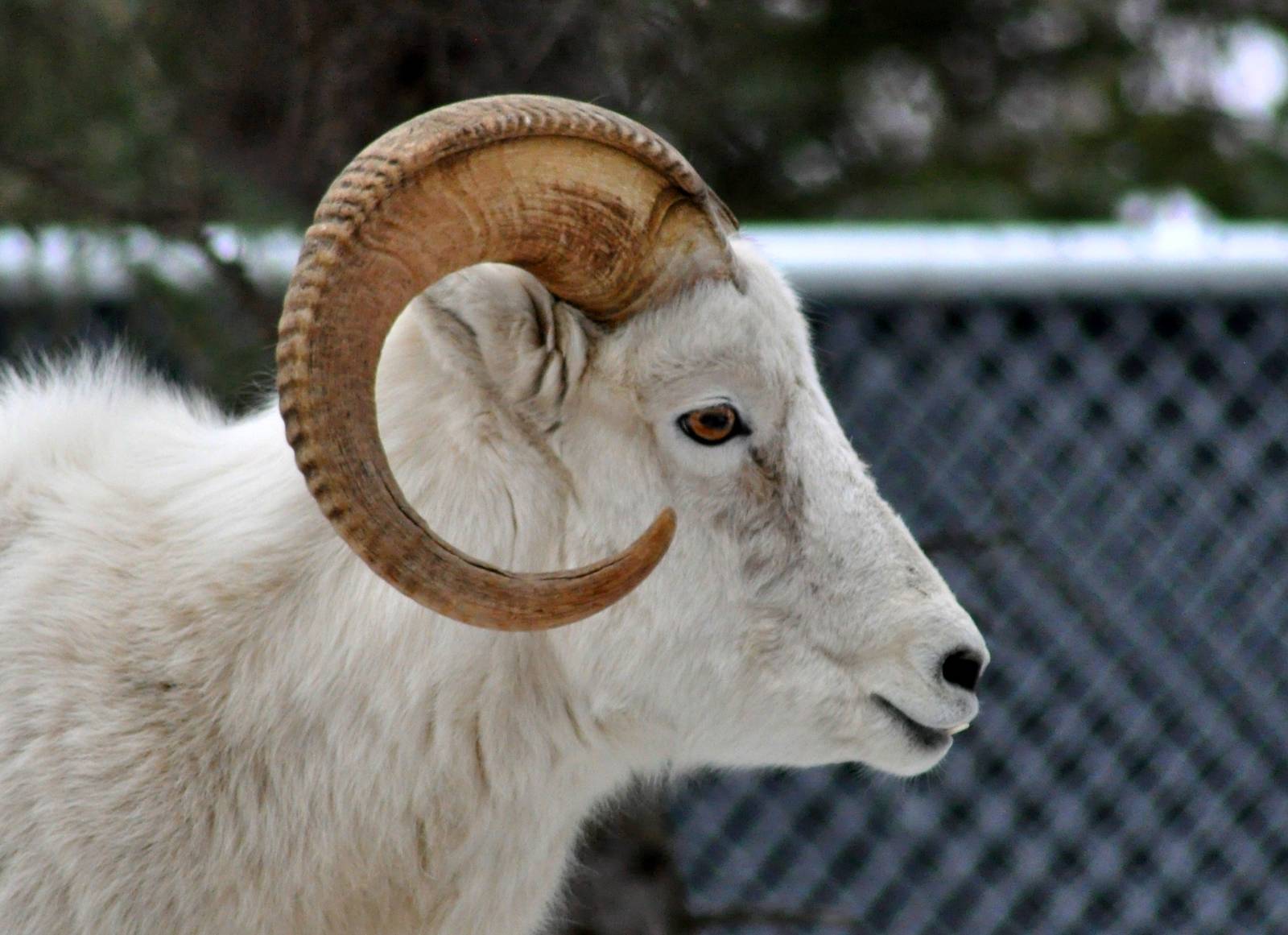 Dall Sheep Ram