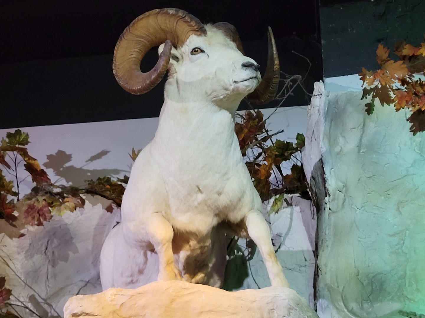 Dall sheep taxidermy -Parc Animalier des Pyrénées (2023)