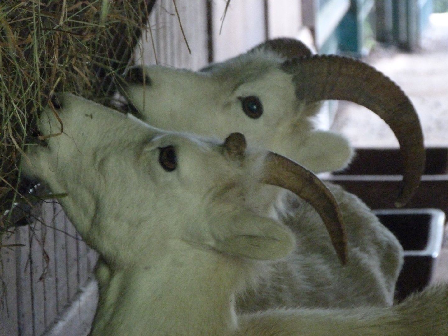 Dall sheep -Zoo Plzeň (2025)