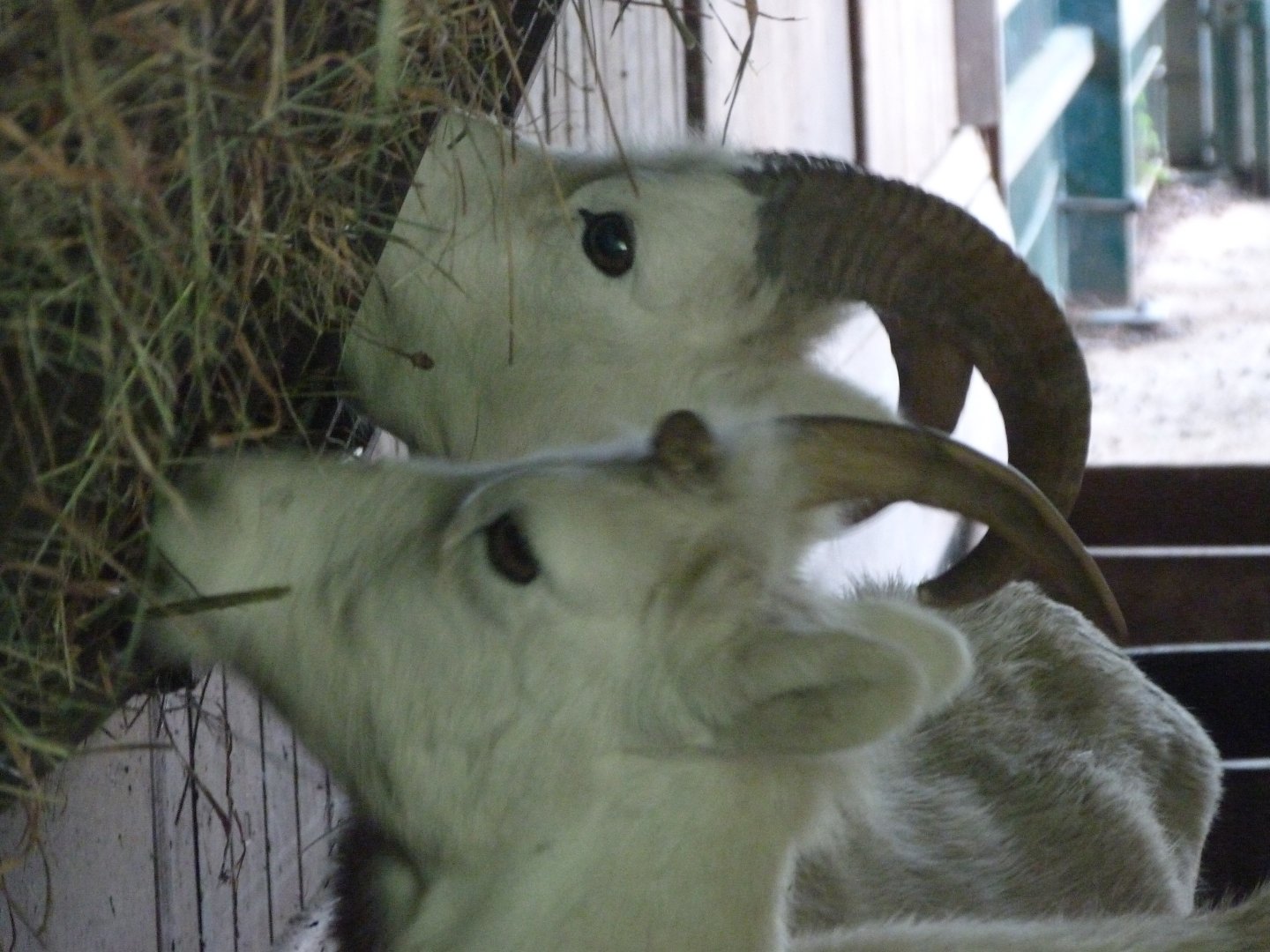 Dall sheep -Zoo Plzeň (2025)