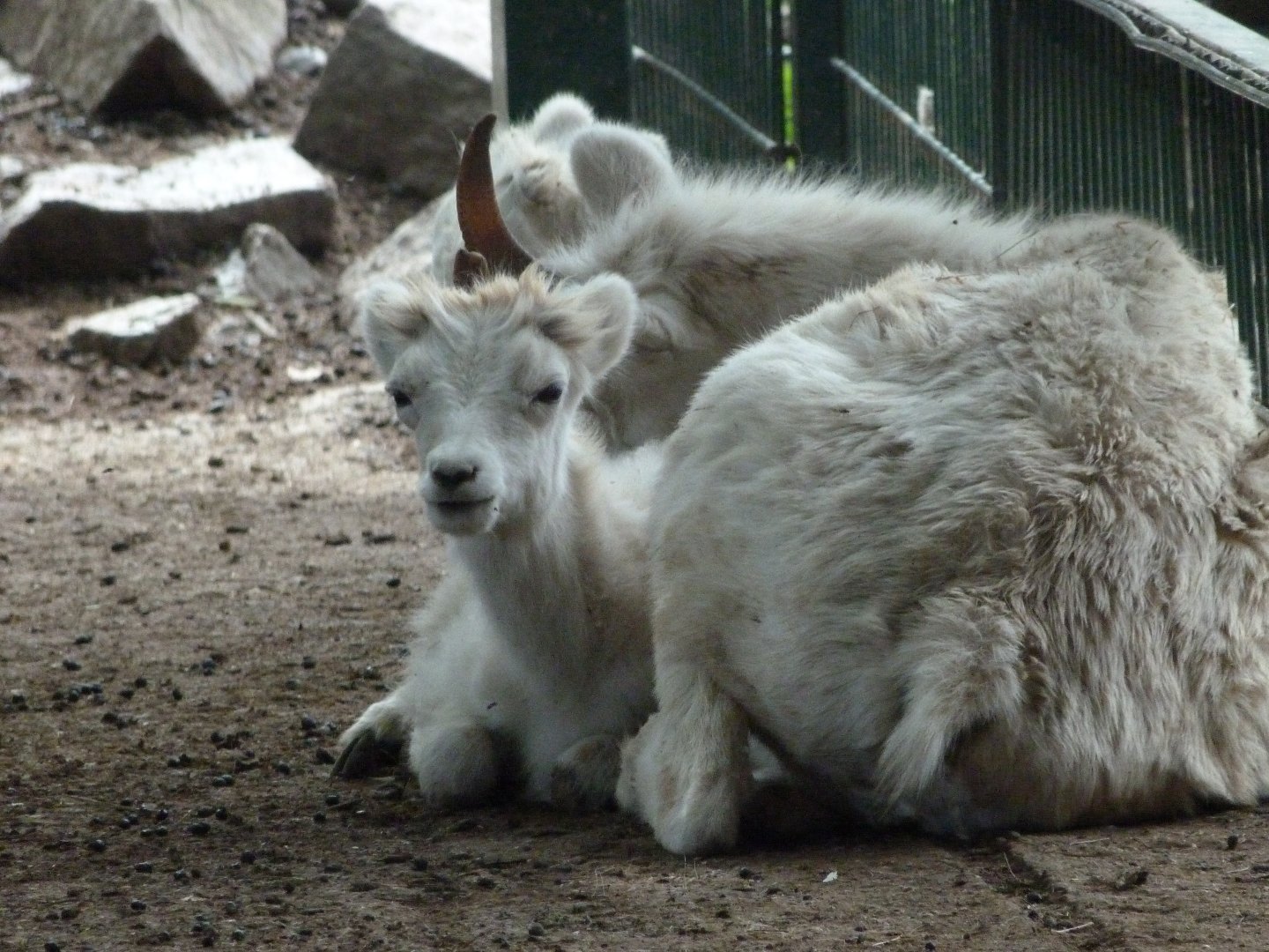 Dall sheep -Zoo Plzeň (2025)