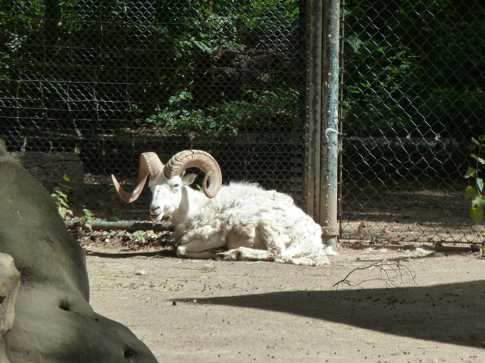 Dall sheep