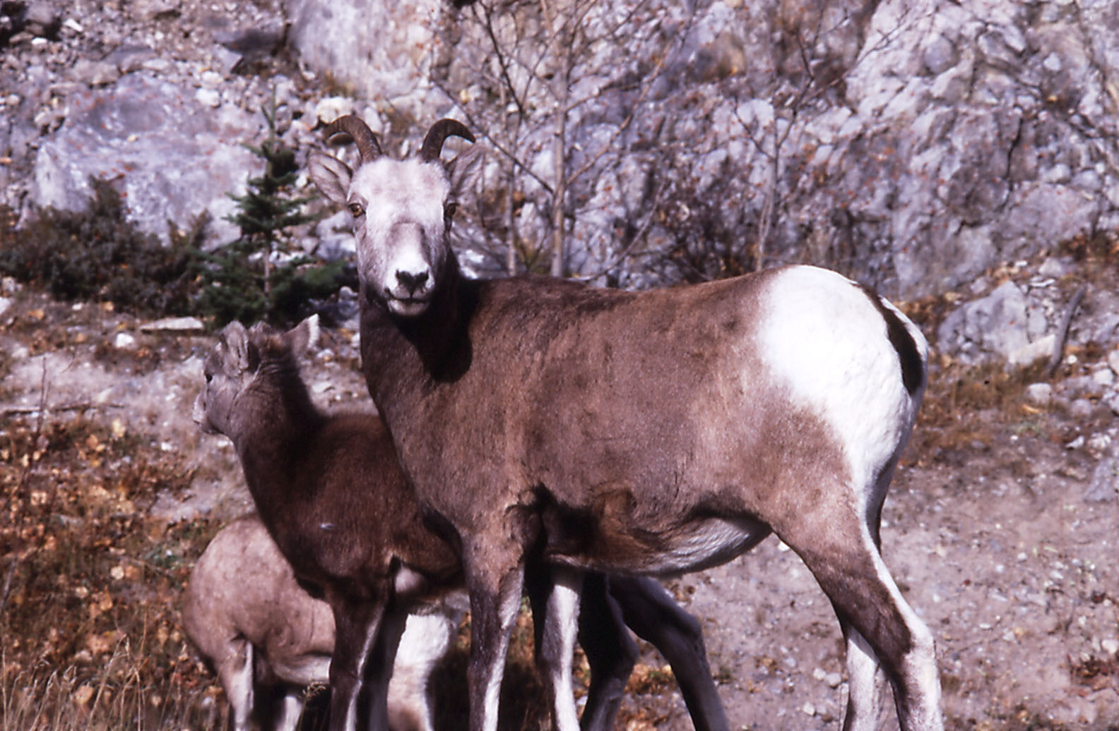 Dall Sheep