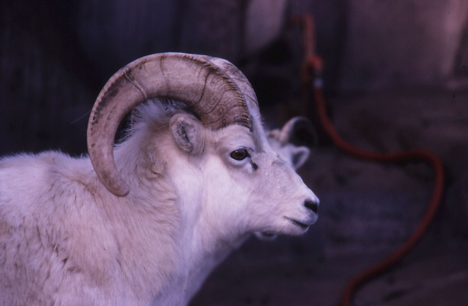 Dall Sheep