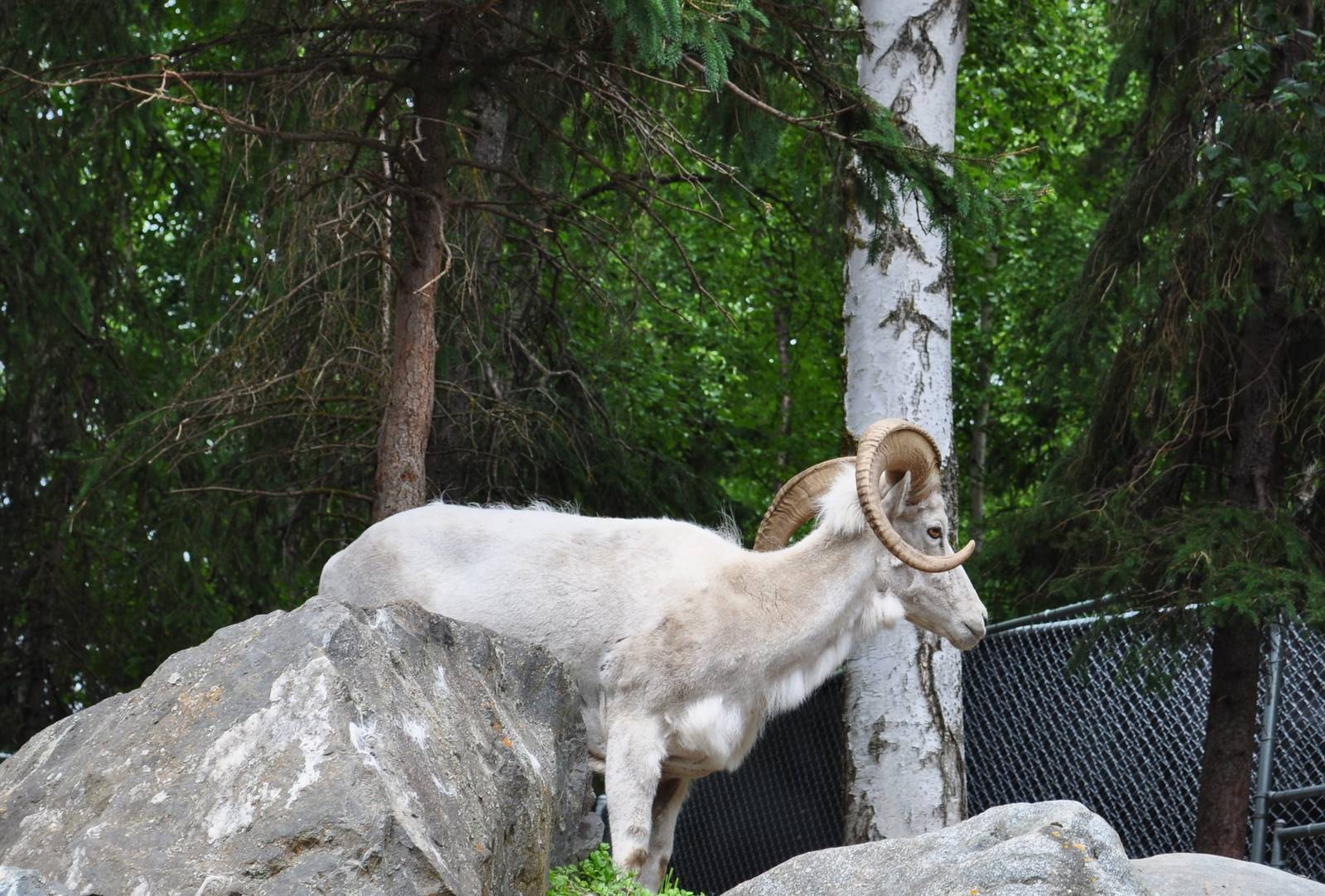Dall Sheep