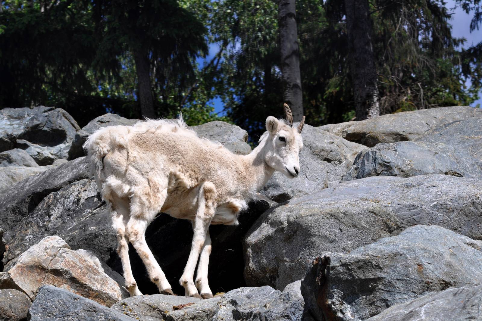 Dall Sheep