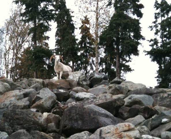 Dall Sheep