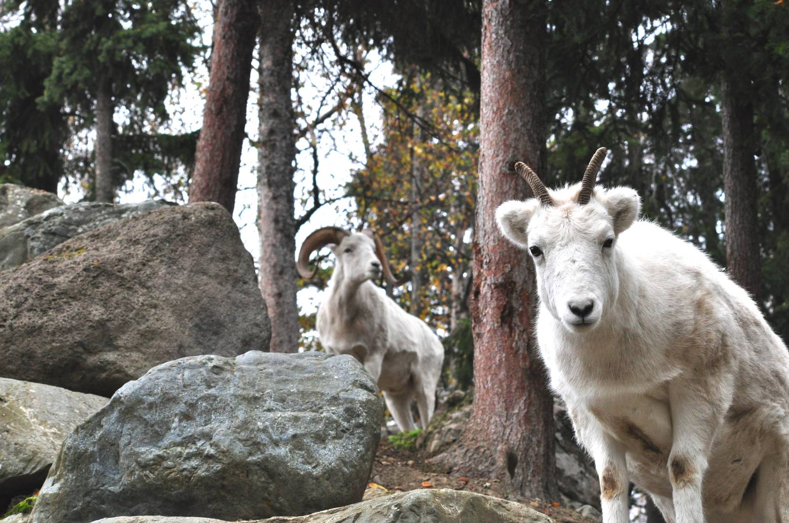 Dall Sheep