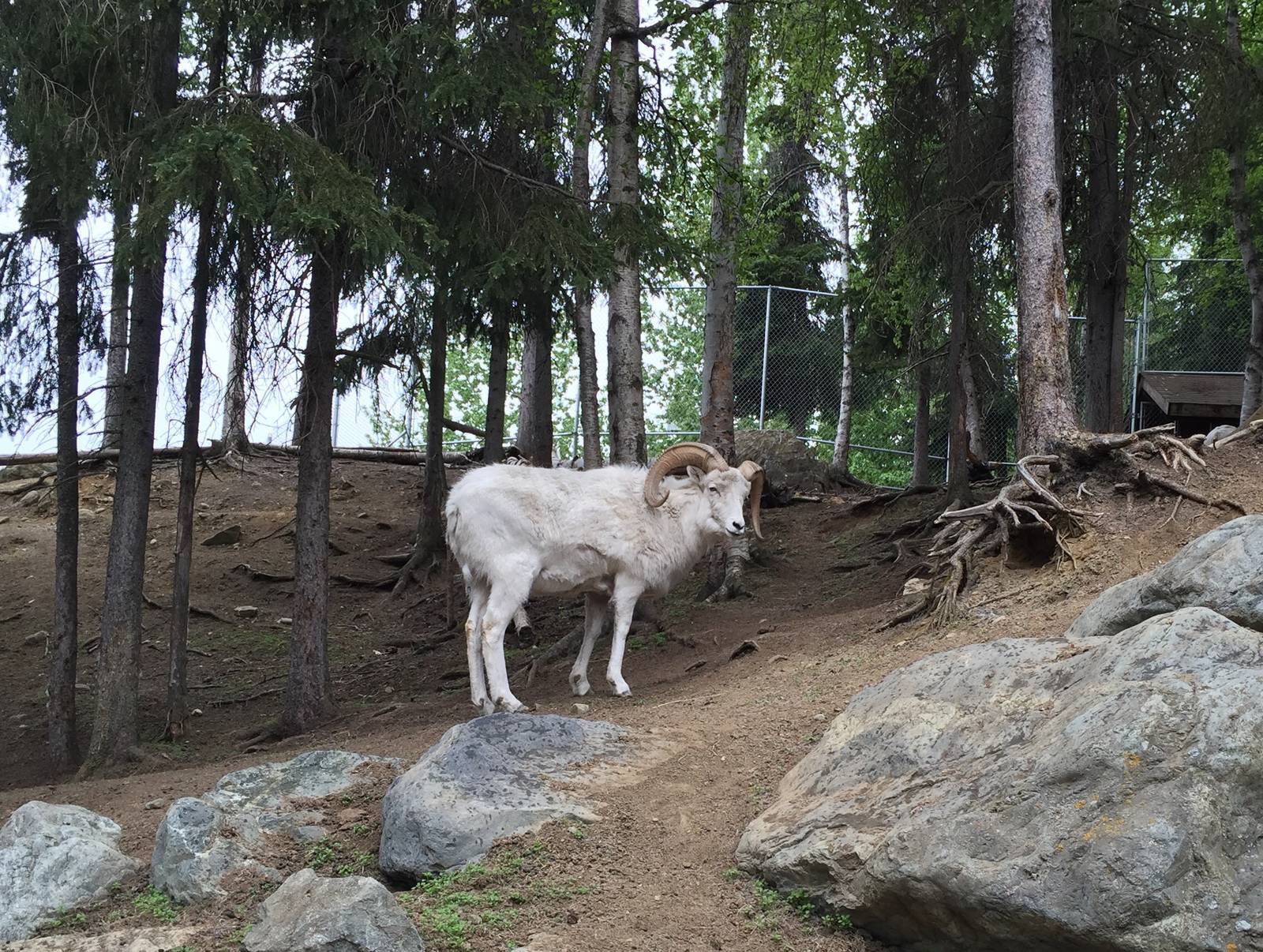 Dall Sheep