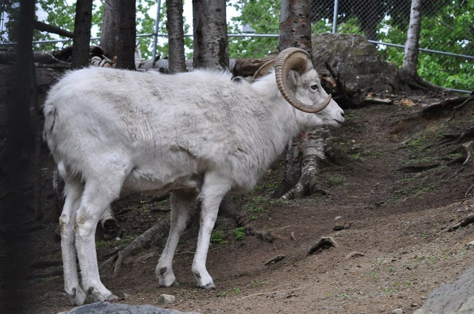 Dall Sheep