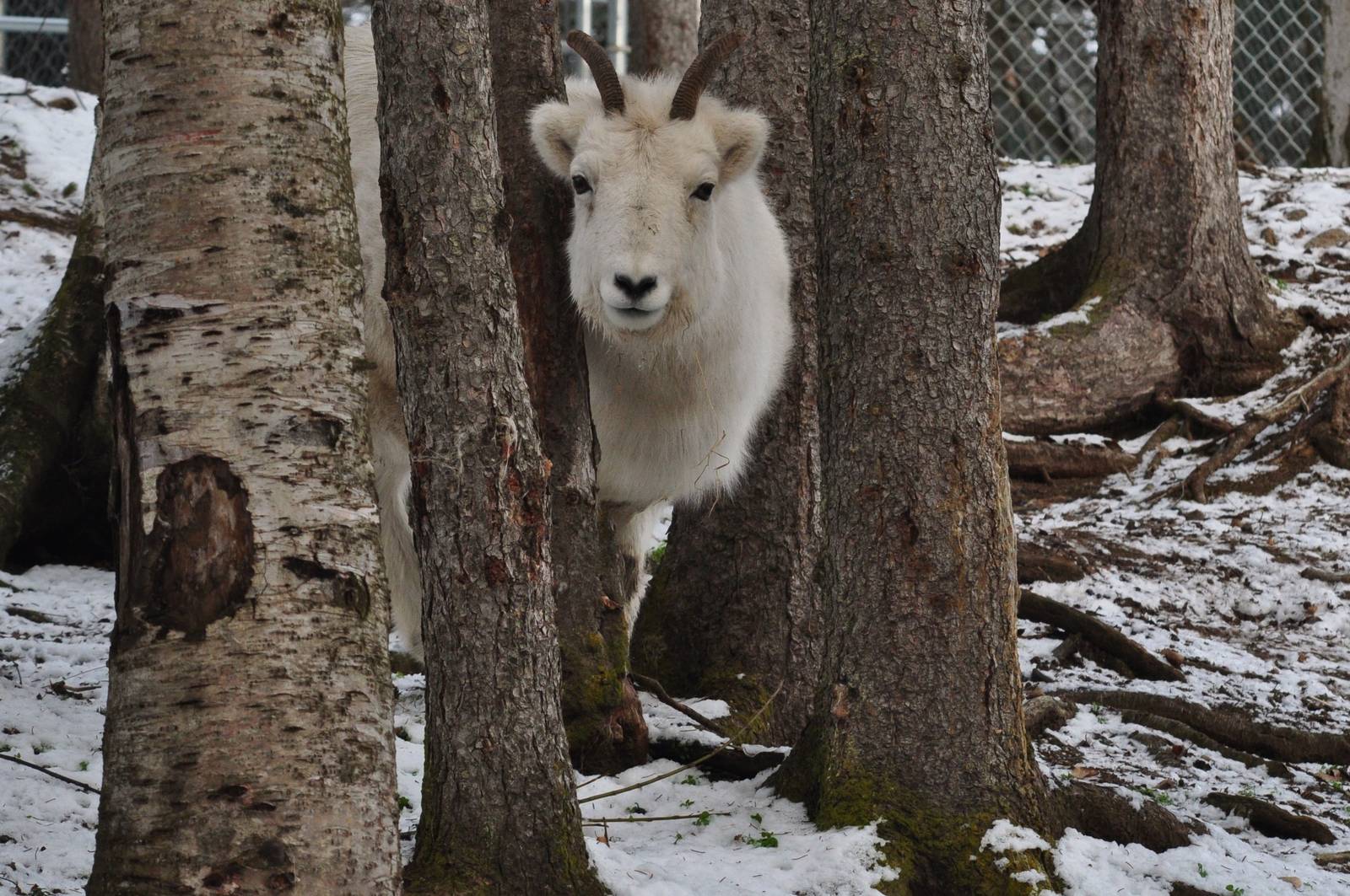 Dall Sheep