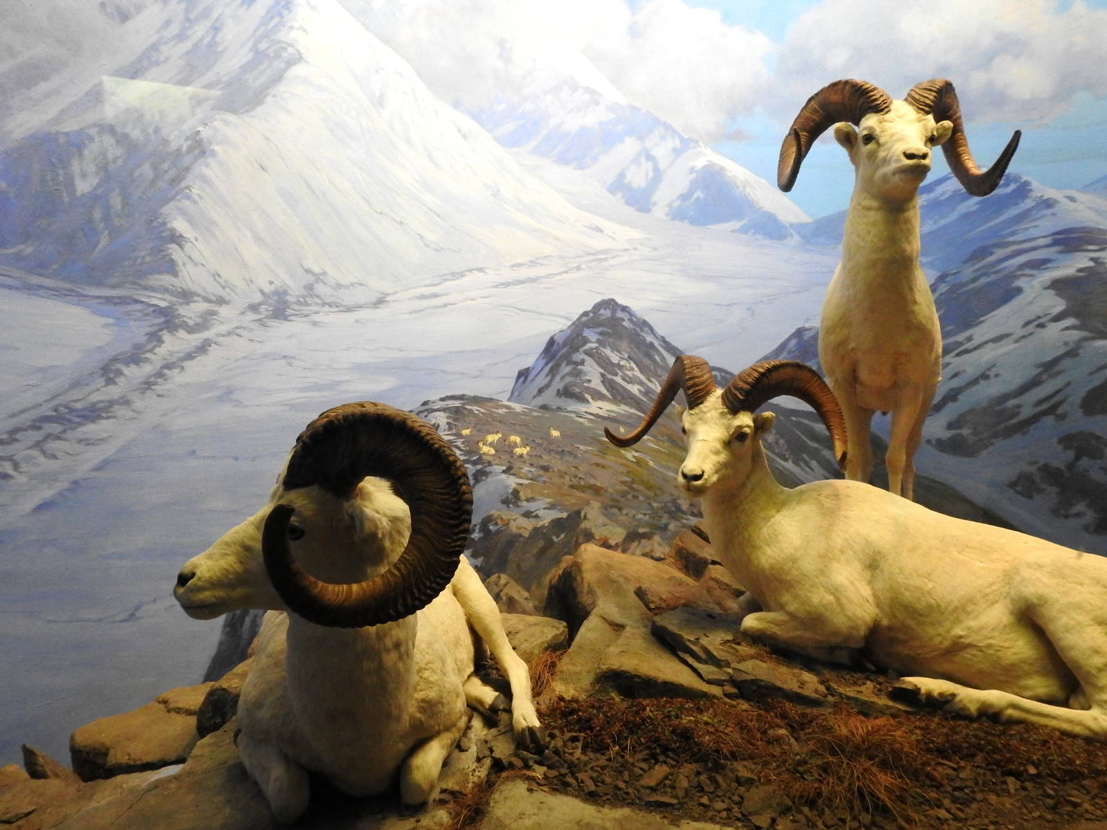 Dall Sheep