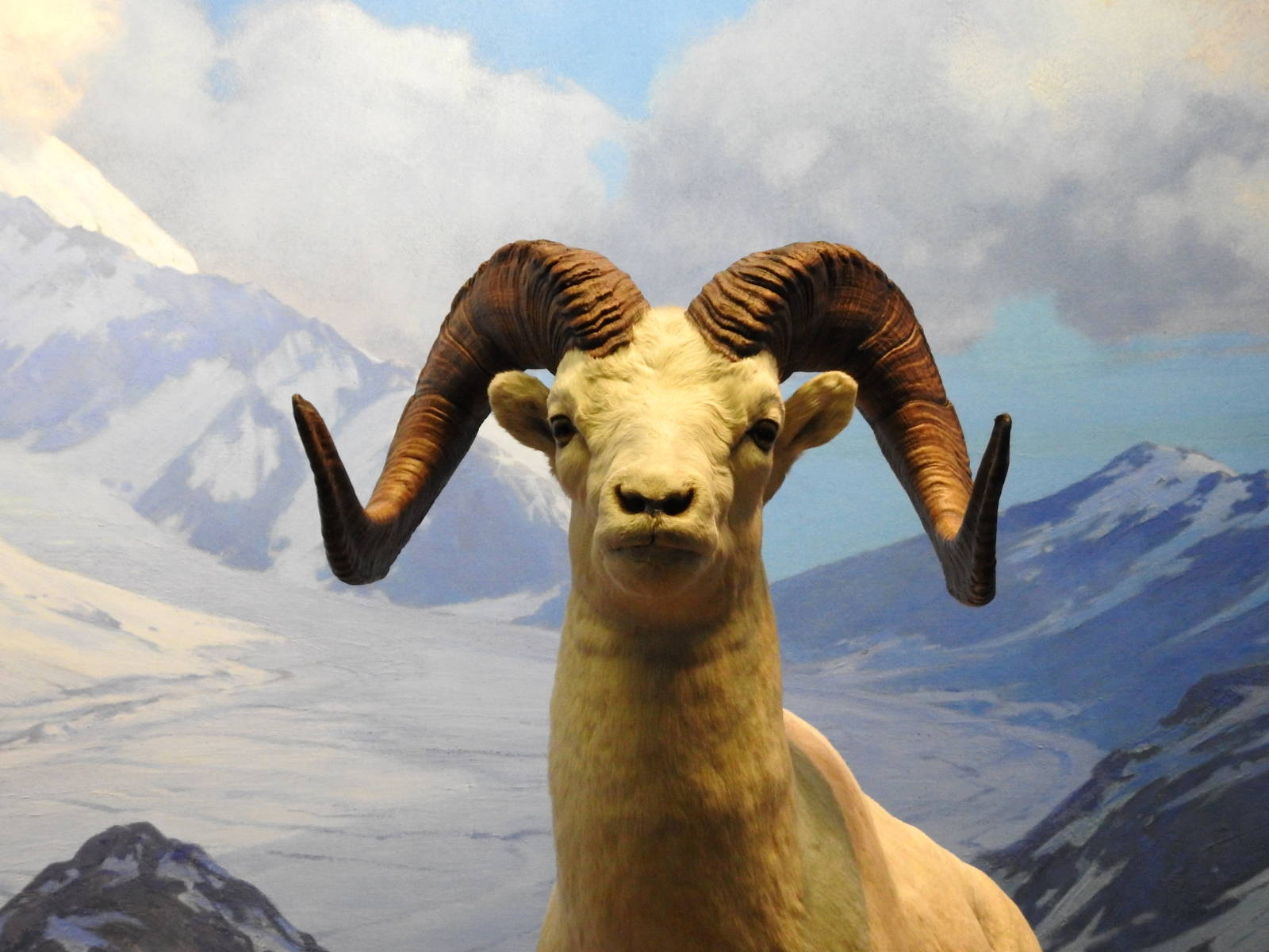 Dall Sheep
