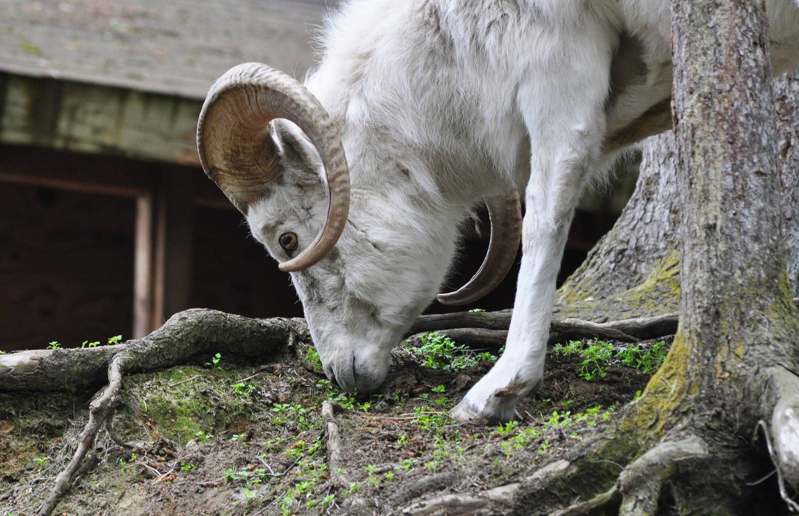 Dall Sheep