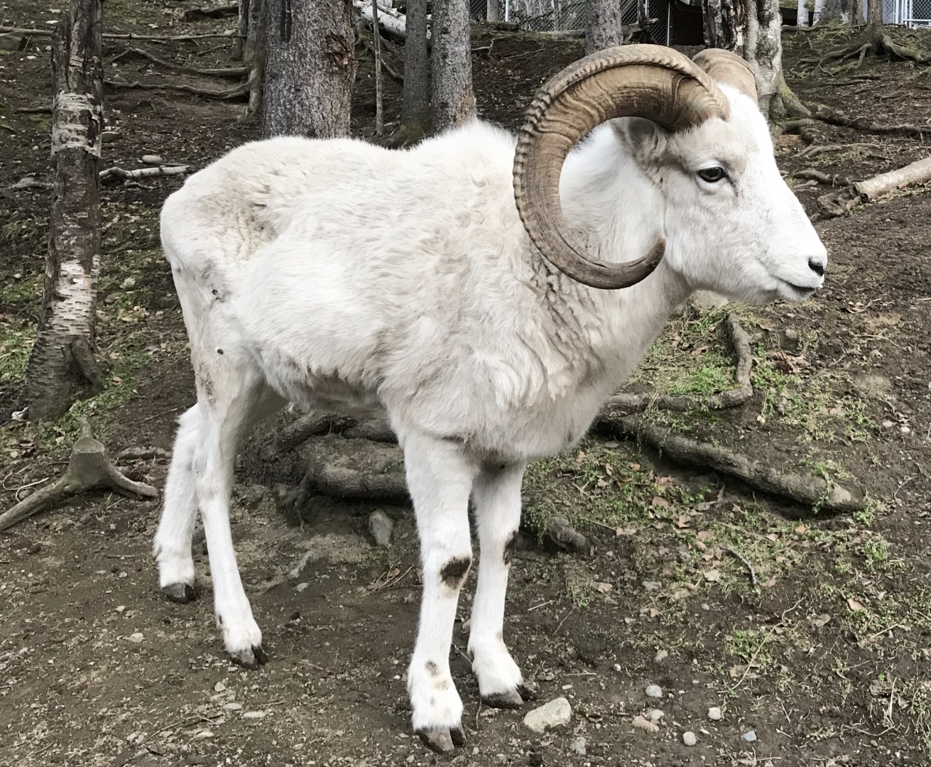 Dall Sheep