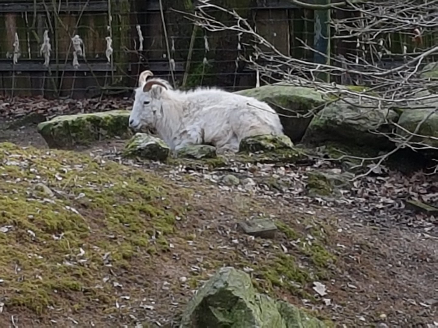 Dall sheep
