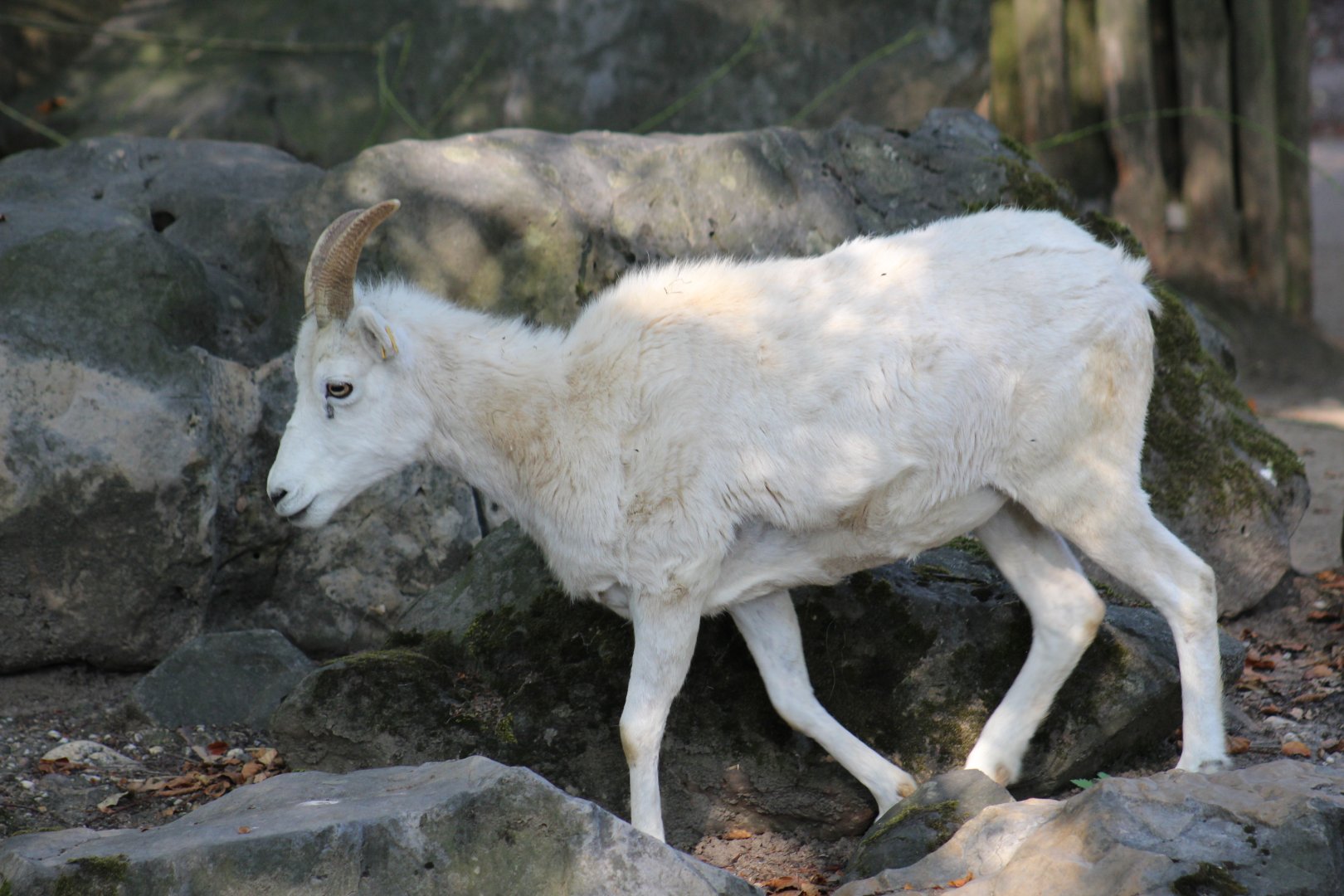 Dall Sheep