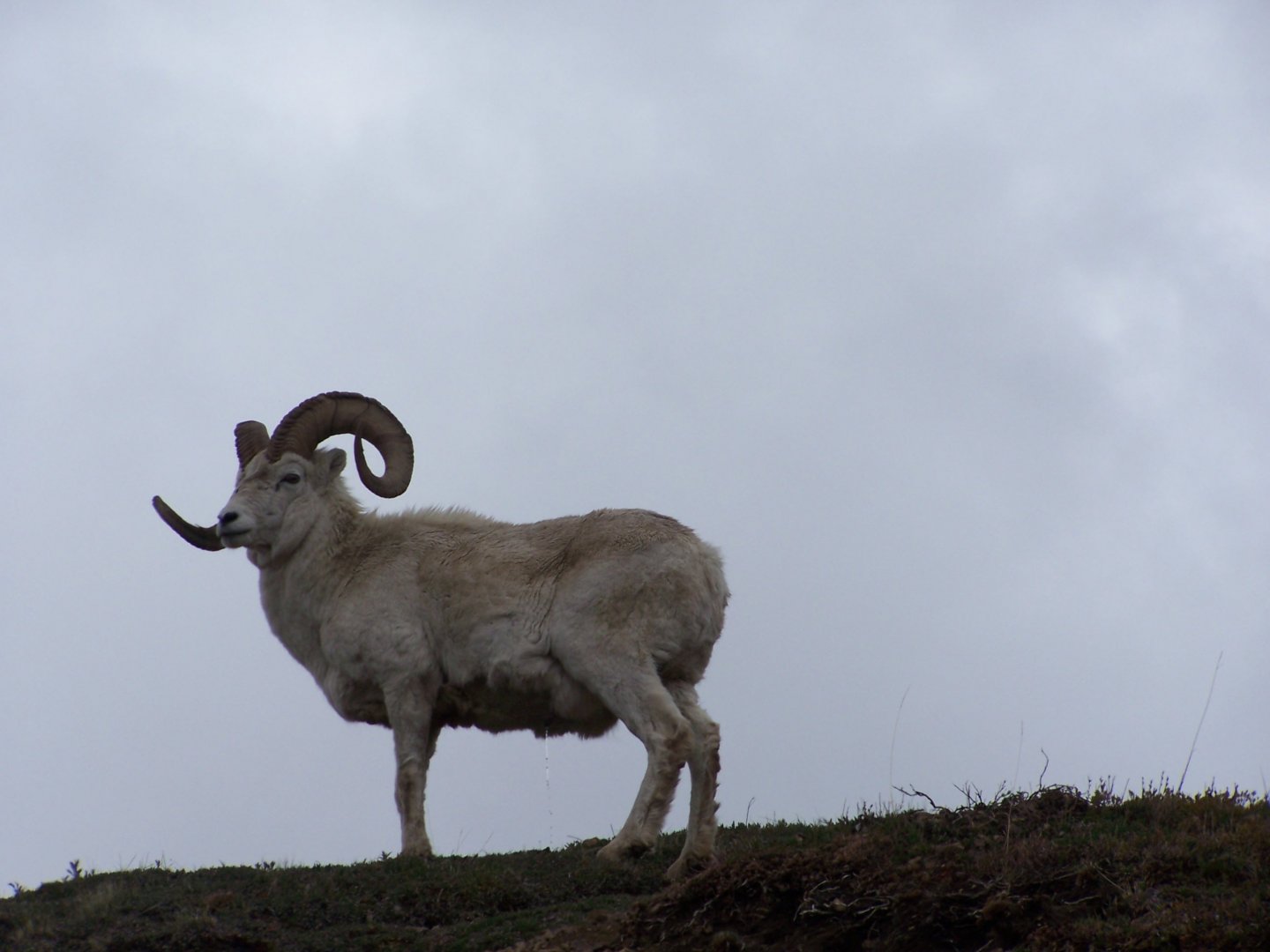 Dall Sheep