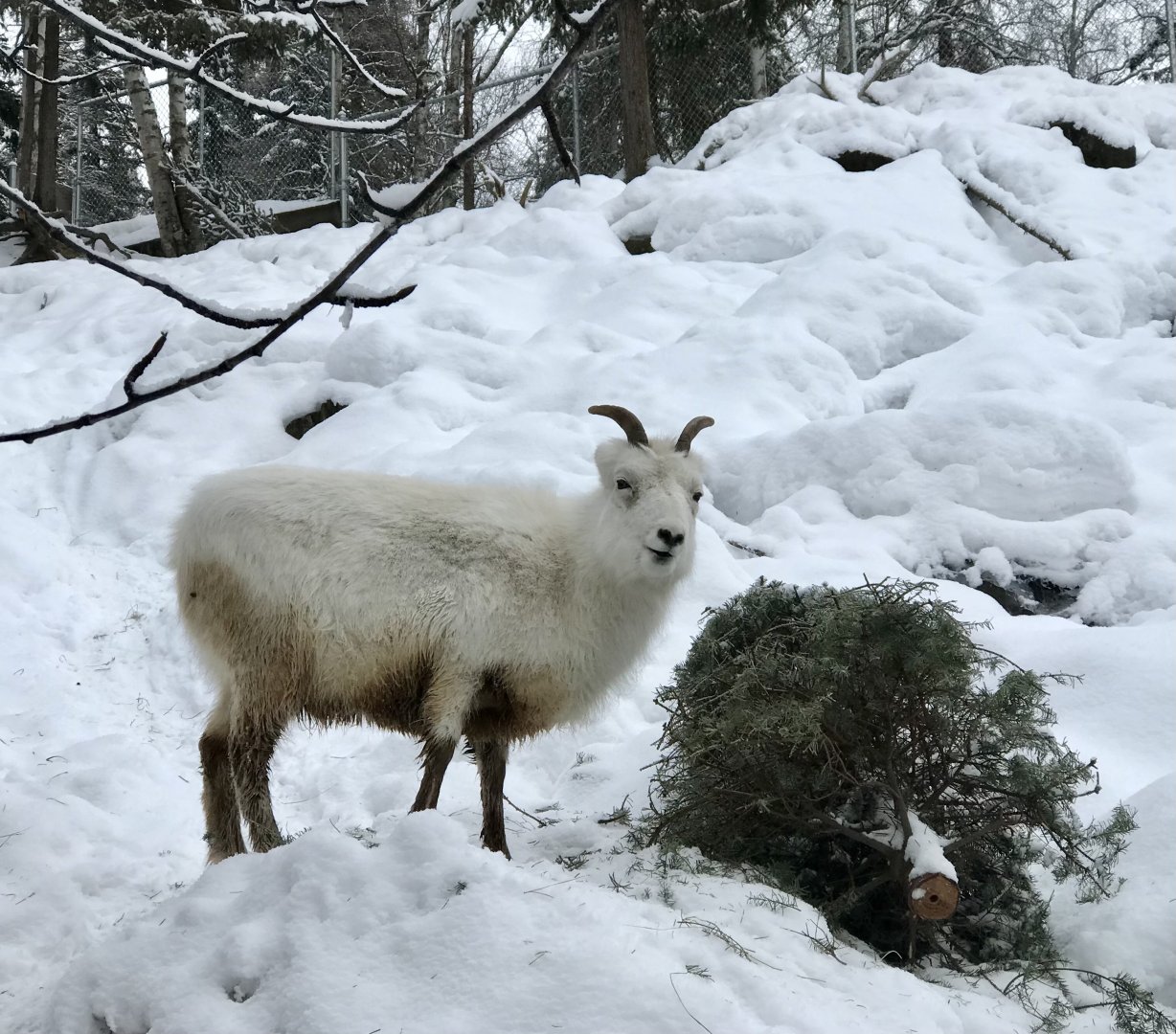Dall Sheep