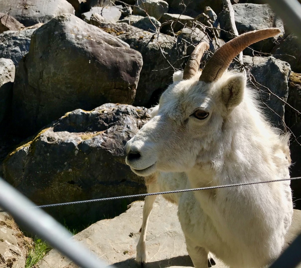 Dall Sheep