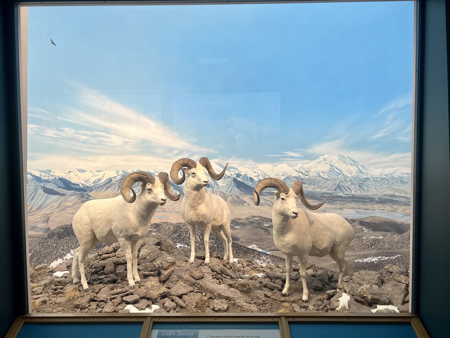 Dall Sheep